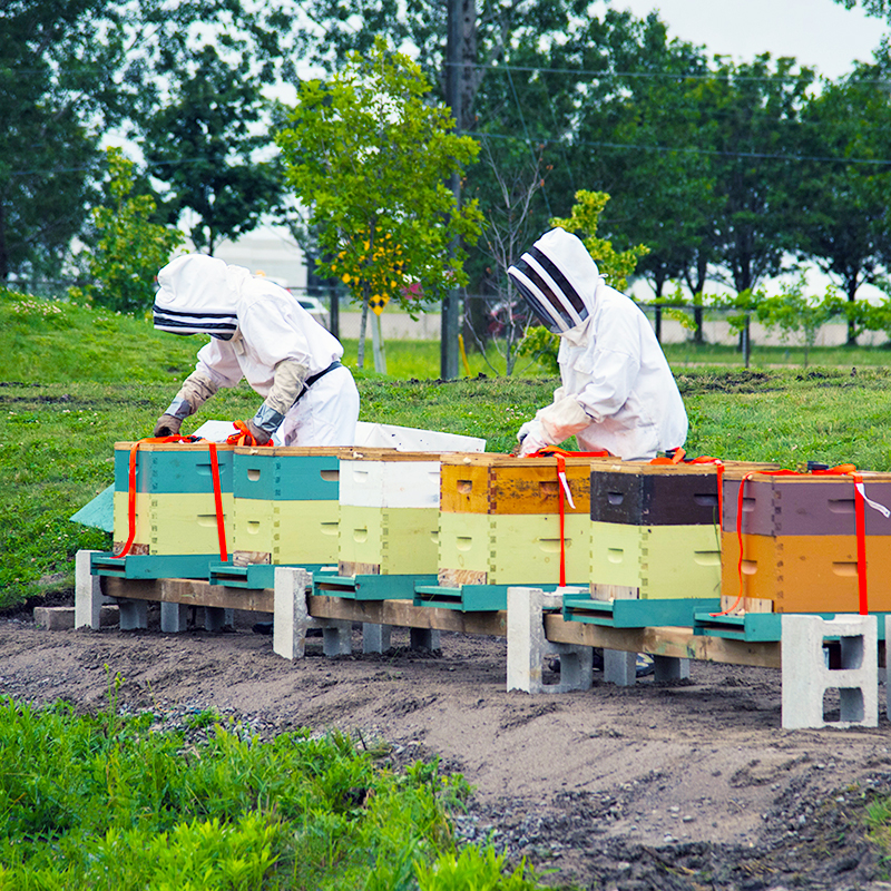 CFF welcomes first apiary to campus
