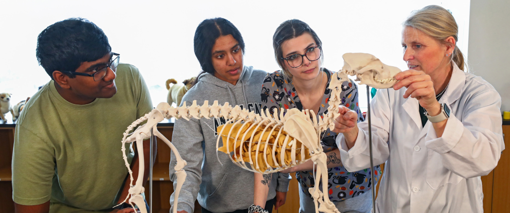 Students in the lab with a faculty member examining a skeleton of an animal.