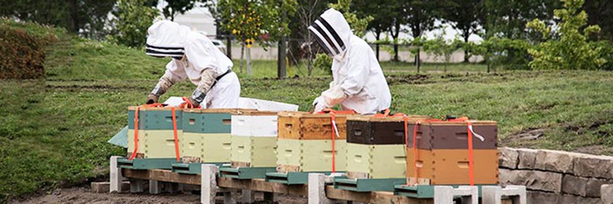 Students gathering honey from CFF's bee yard