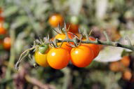 orange coloured tomatoes on the vine