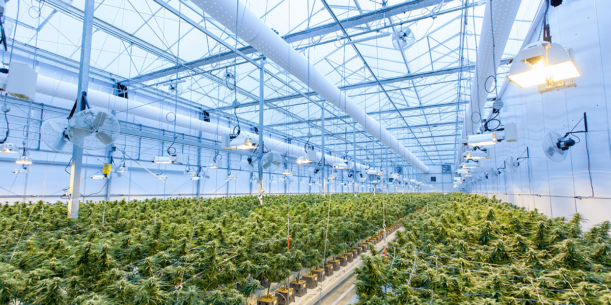 Cannabis plants growing in greenhouse