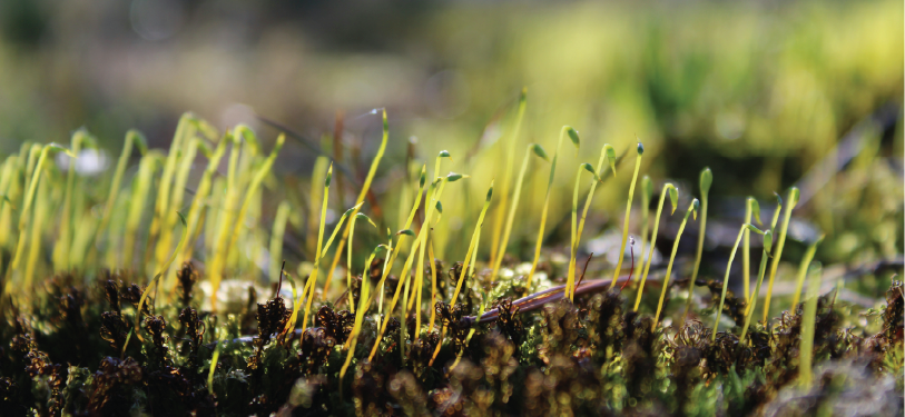 our seed exchange is now open