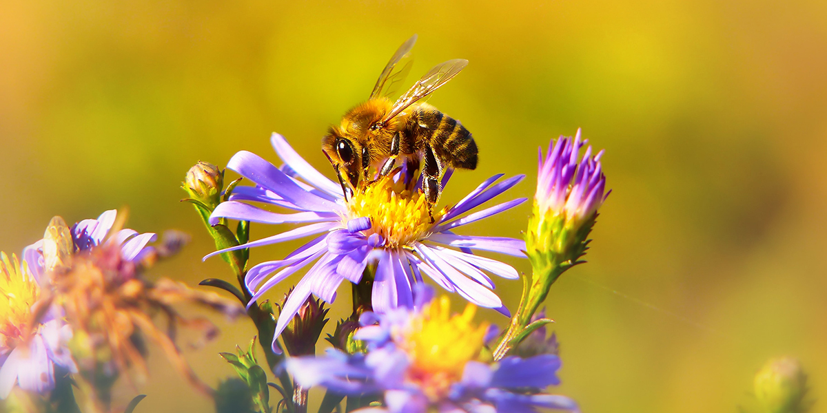 Durham College teams up to protect bees