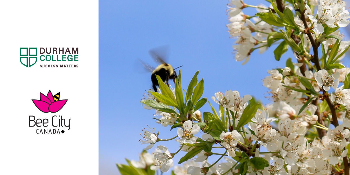 Durham College joins national movement to support pollinators